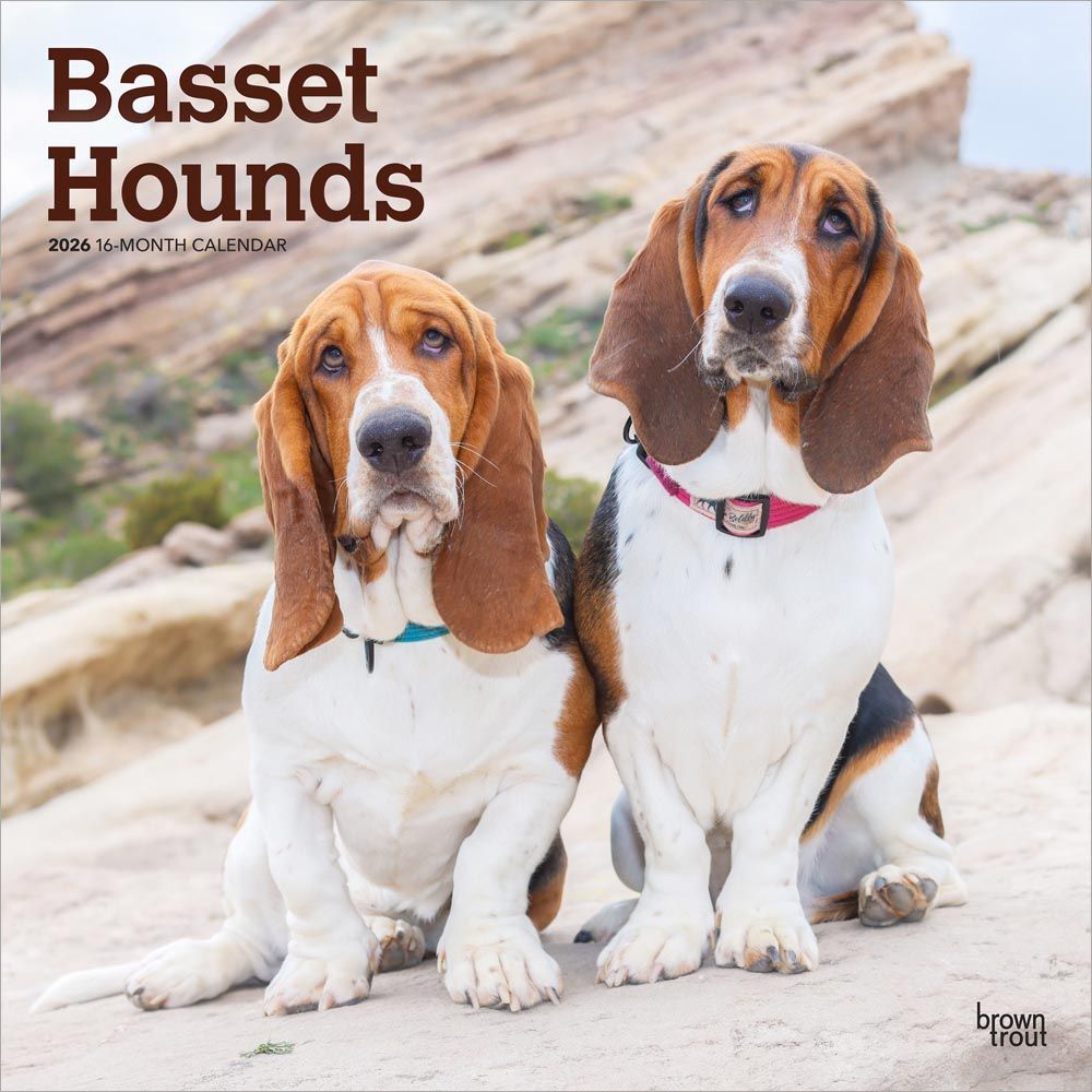 2026 Calendar | Basset Hounds | Square 30x30cm