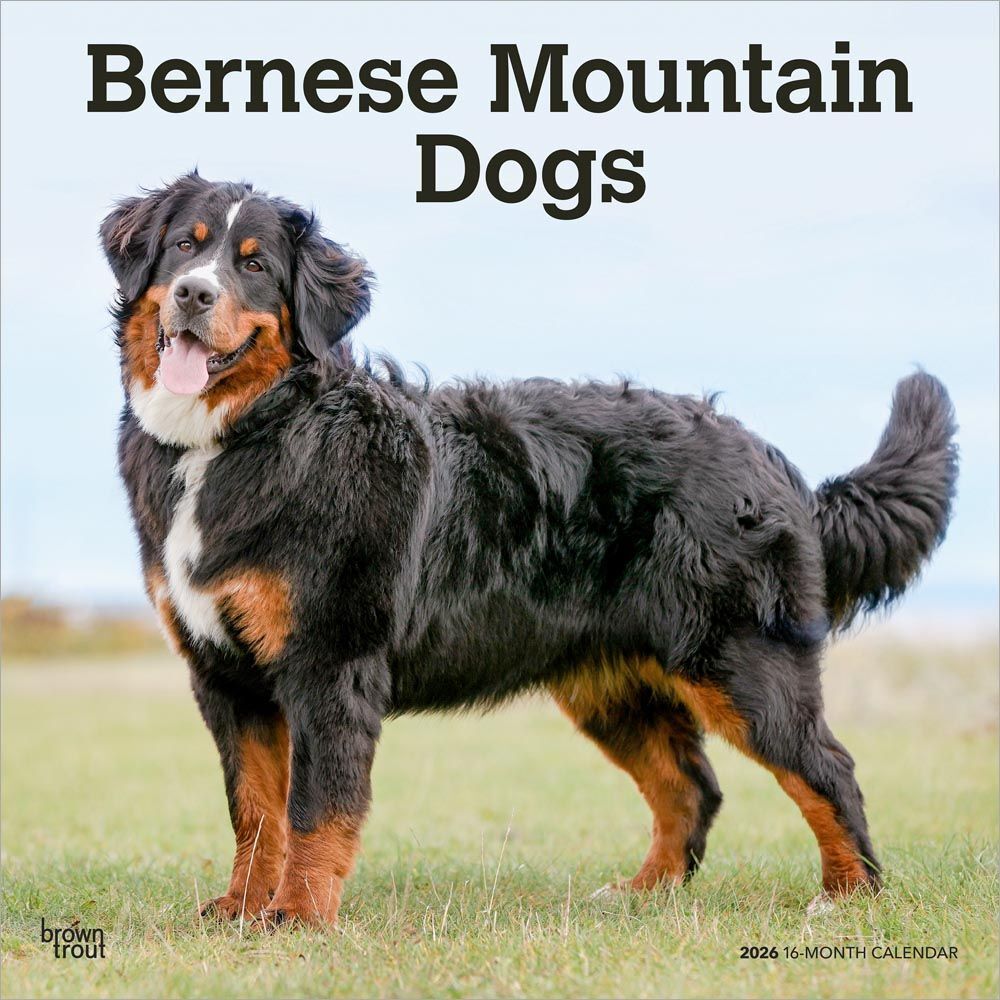 2026 Calendar | Bernese Mountain Dogs | Square 30x30cm