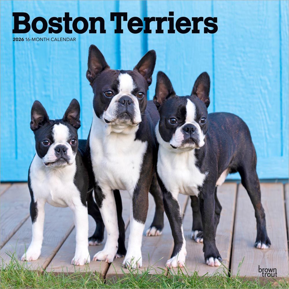 2026 Calendar | Boston Terriers | Square 30x30cm