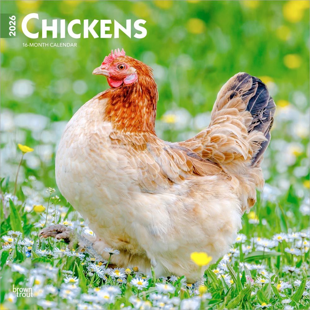 2026 Calendar | Chickens | Square 30x30cm