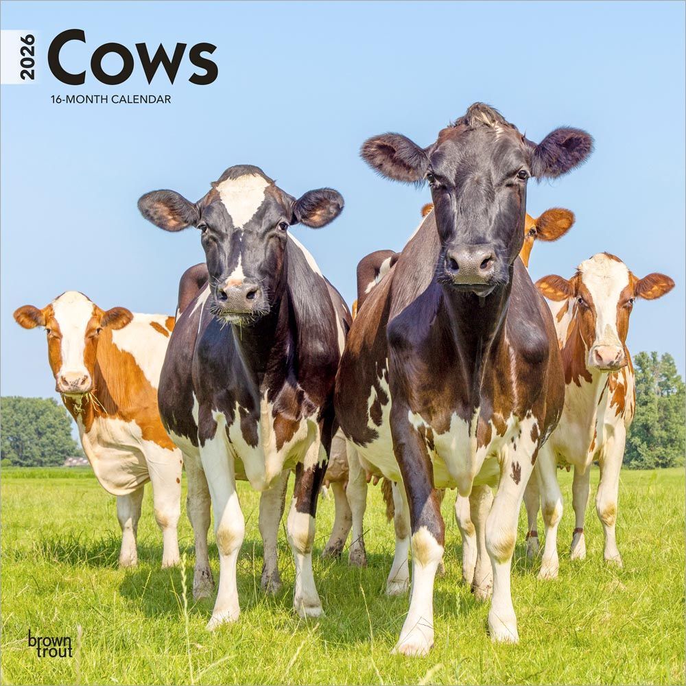 2026 Calendar | Cows | Square 30x30cm