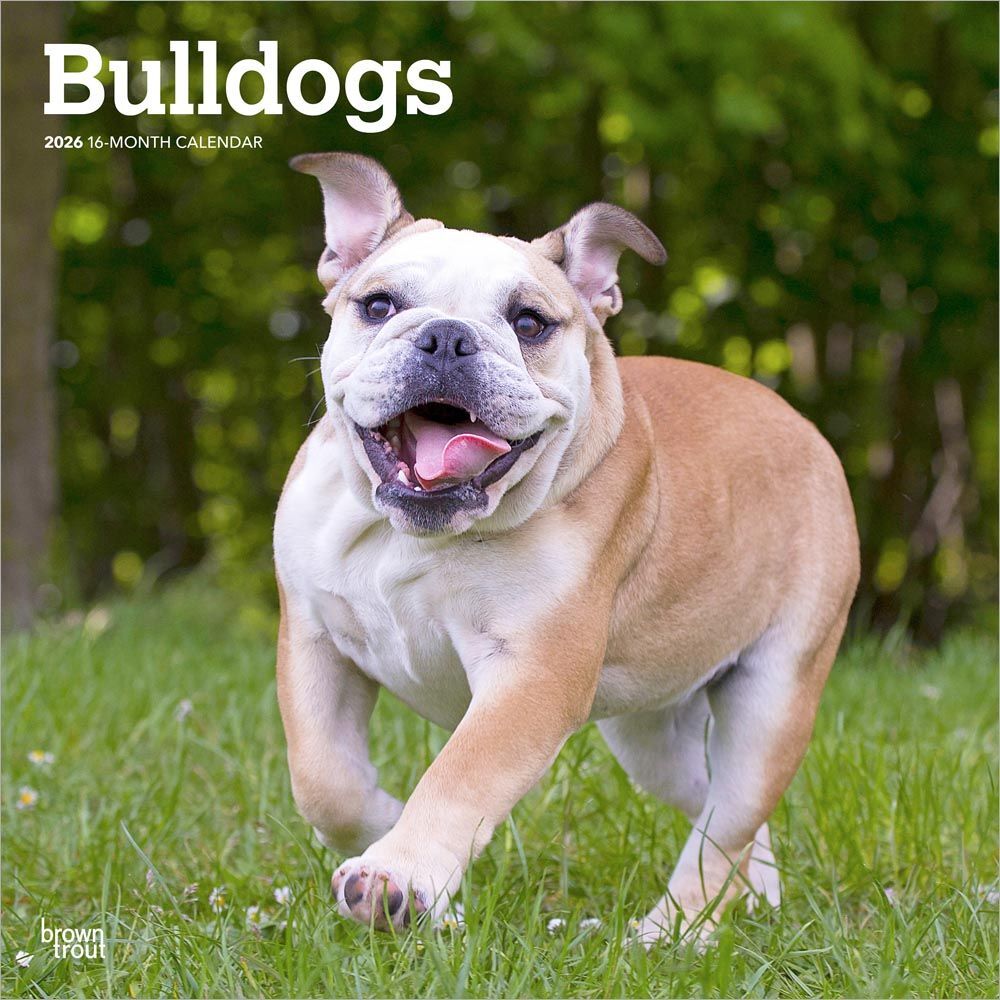2026 Calendar | Bulldogs | Square 30x30cm