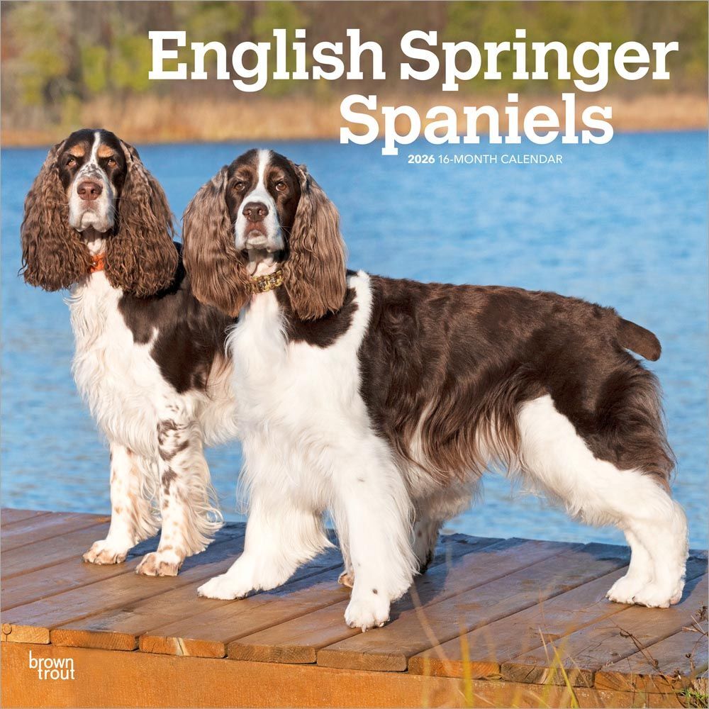 2026 Calendar | English Springer Spaniels | Square 30x30cm