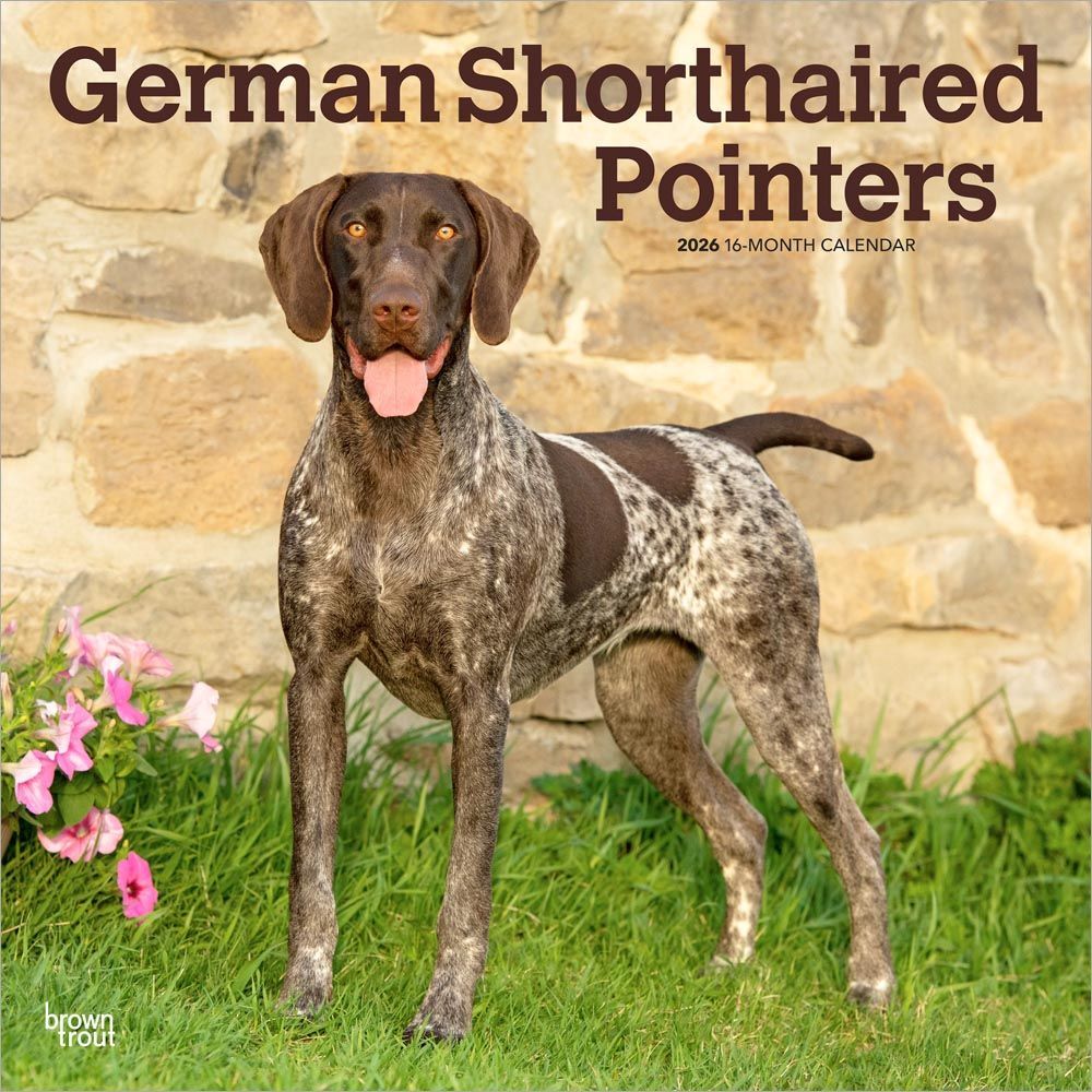 2026 Calendar | German Shorthaired Pointers | Square 30x30cm