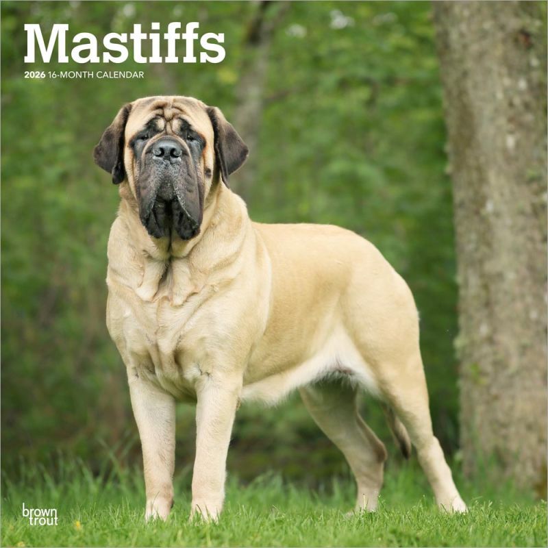 2026 Calendar | Mastiffs | Square 30x30cm