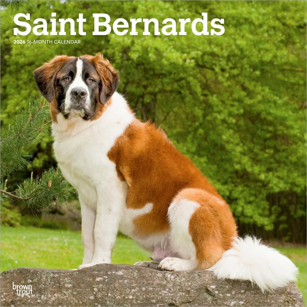 2026 Calendar | Saint Bernards | Square 30x30cm