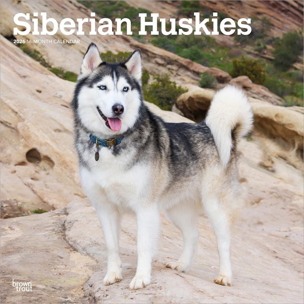 2026 Calendar | Siberian Huskies | Square 30x30cm