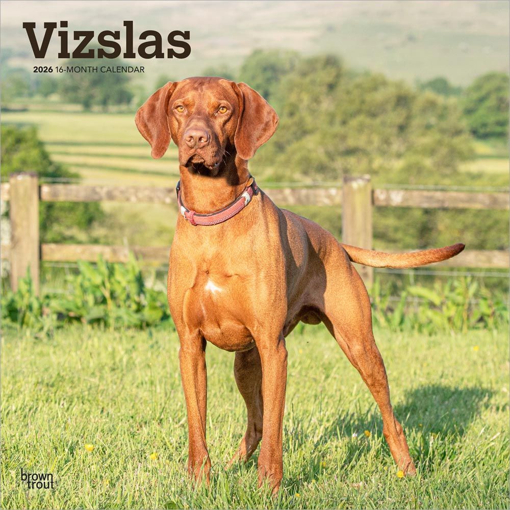 2026 Calendar | Vizslas | Square 30x30cm