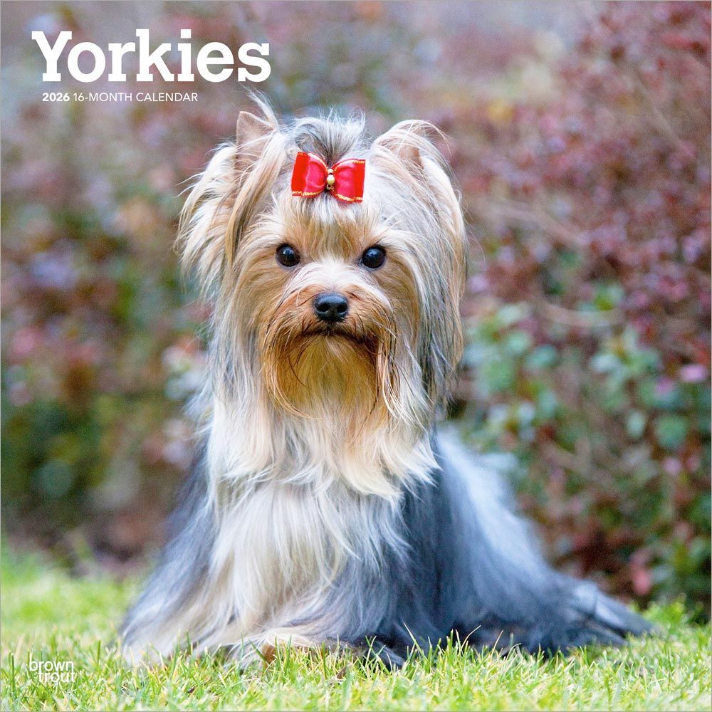 2026 Calendar | Yorkshire Terriers | Square 30x30cm