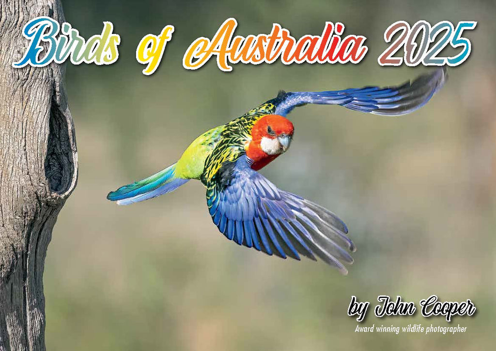 Birds of Australia 2025 A4 Calendar by John Cooper.