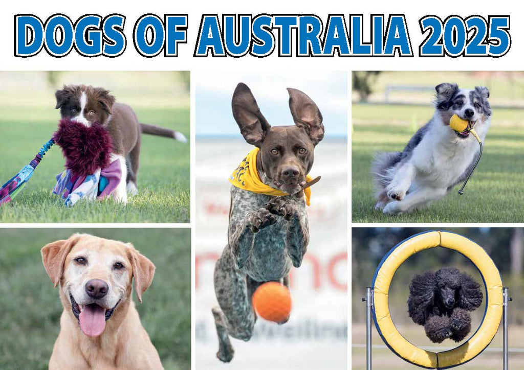 Dogs of Australia 2025 A4 Calendar.