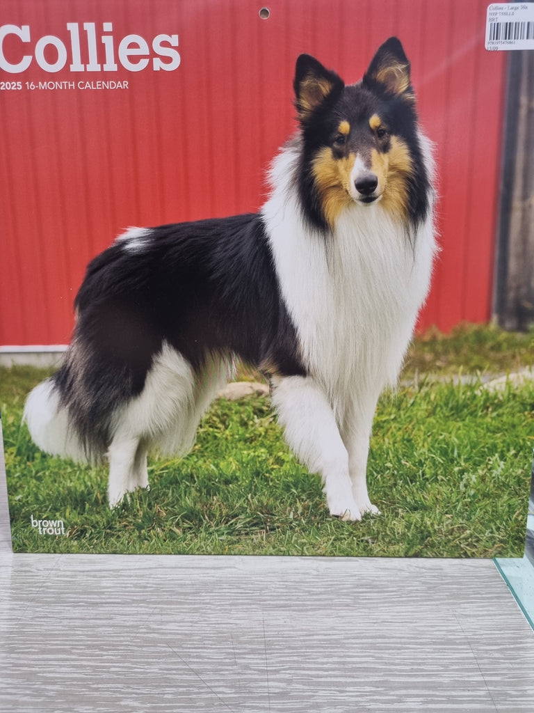 Collies - Large 30x30cm - 2025 Calendar