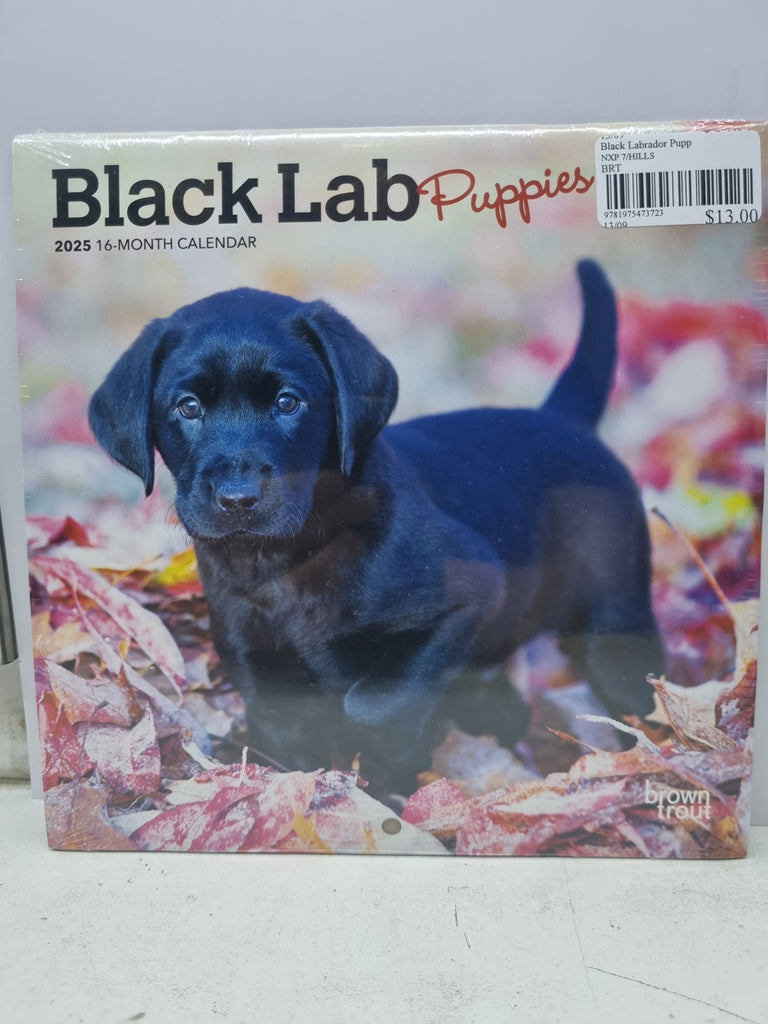 Black Labrador Puppies - Mini 18x18cm - 2025 Calendar