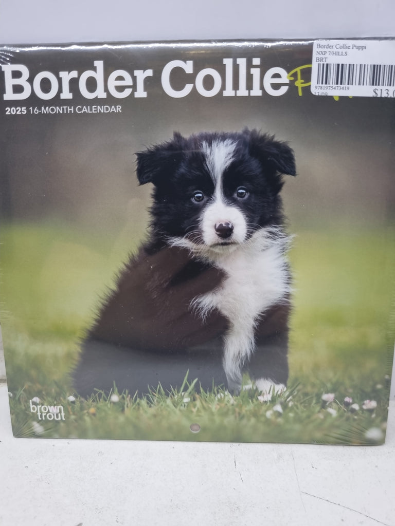 Border Collie Puppies - Mini 18x18cm - 2025 Calendar