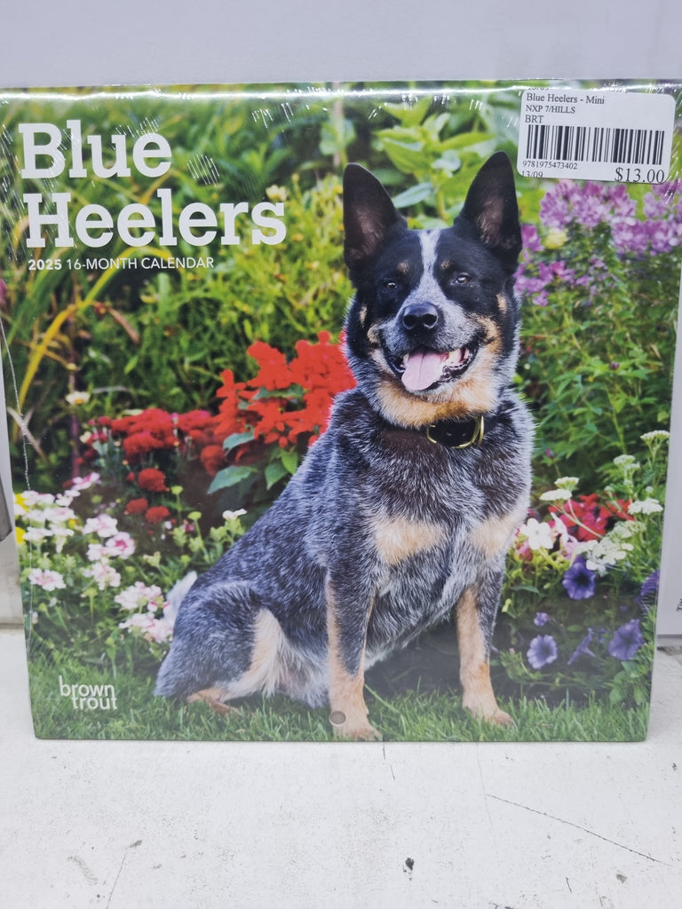 Blue Heelers - Mini 18x18cm - 2025 Calendar