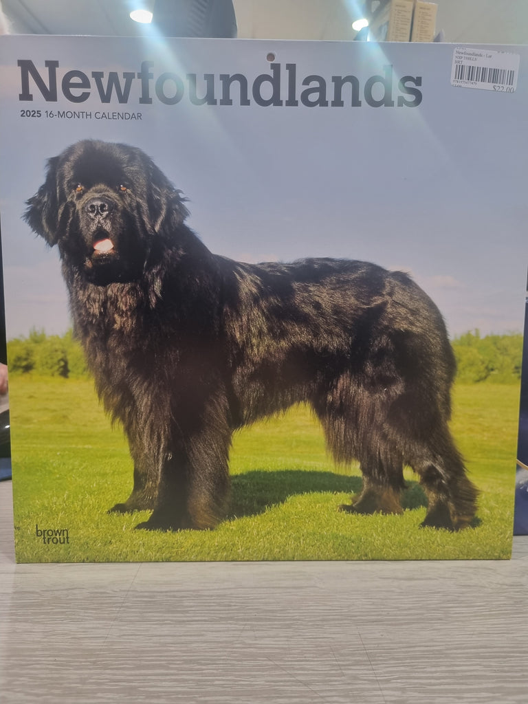 Newfoundlands - Large 30x30cm - 2025 Calendar