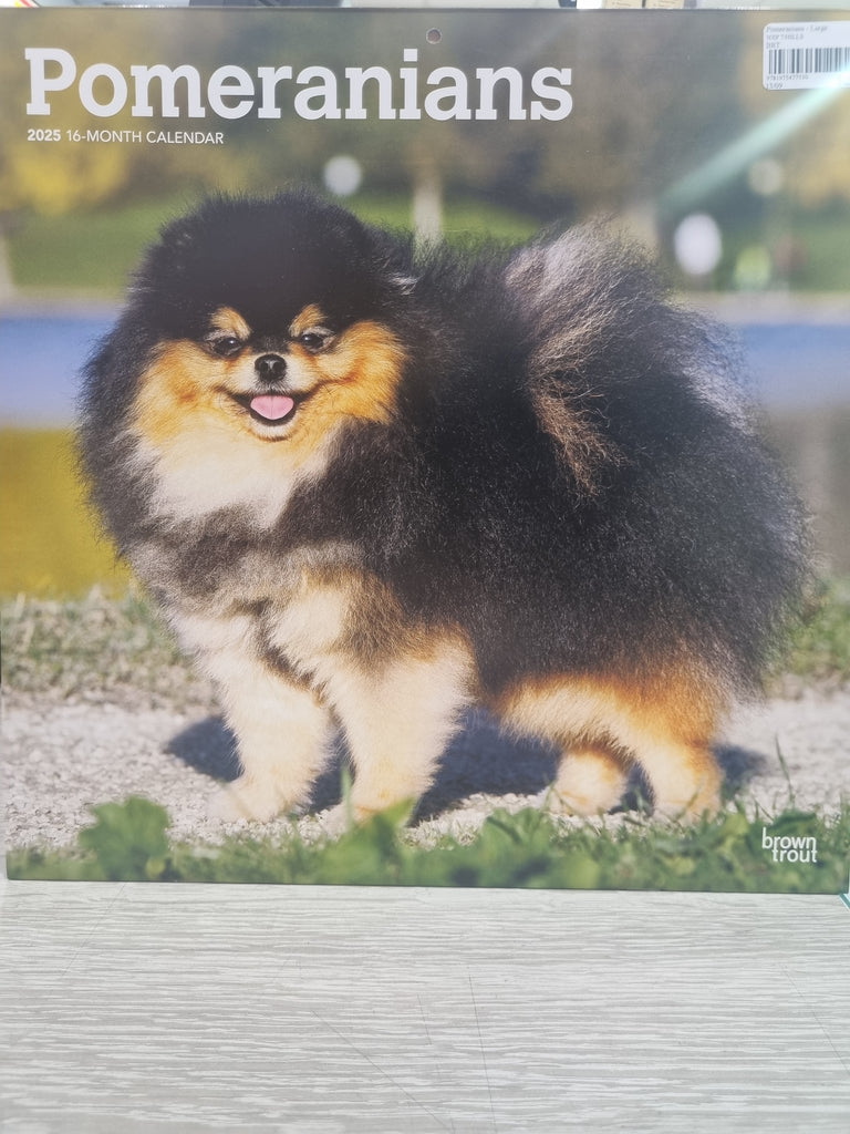 Pomeranians - Large 30x30cm - 2025 Calendar