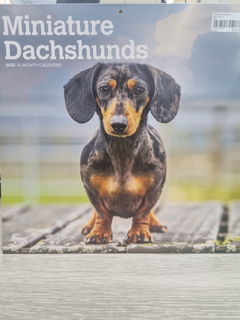 Miniature Dachshunds - Large 30x30cm - 2025 Calendar