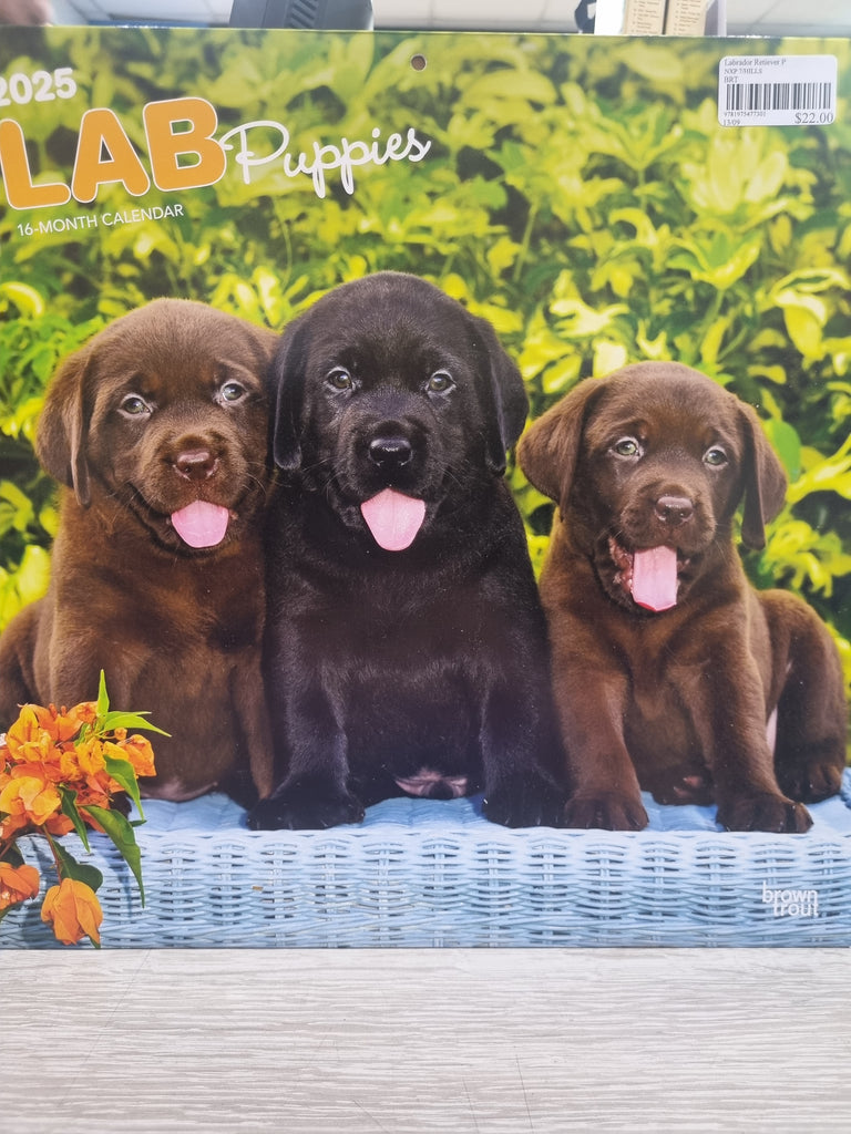 Labrador Retiever Puppies - Large 30x30cm - 2025 Calendar